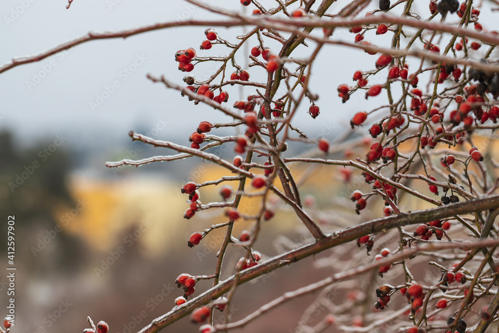 Rosehip bush - lat. pometum - in winter it is covered with ice. Photo of me blurred background - beautiful bokeh. Rosehip bush - lat. pometum - in winter it is covered with ice. Photo of me blurred background - beautiful bokeh.