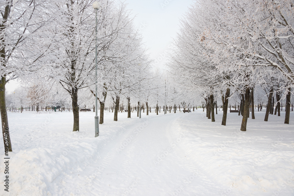 Fototapeta premium Winter landscape, trees in the snow