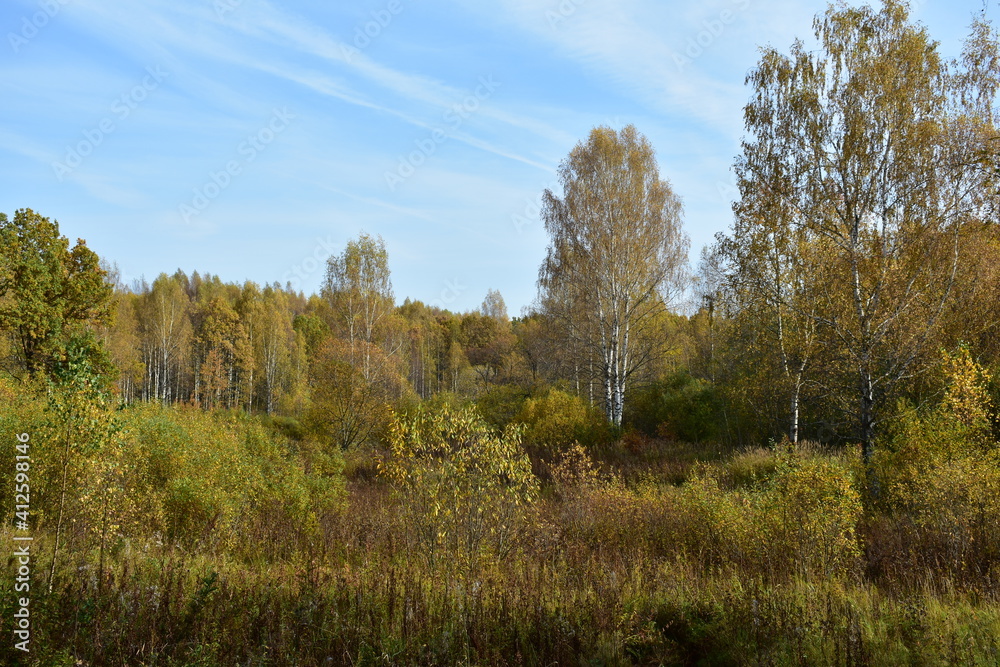 trees in the autumn forest