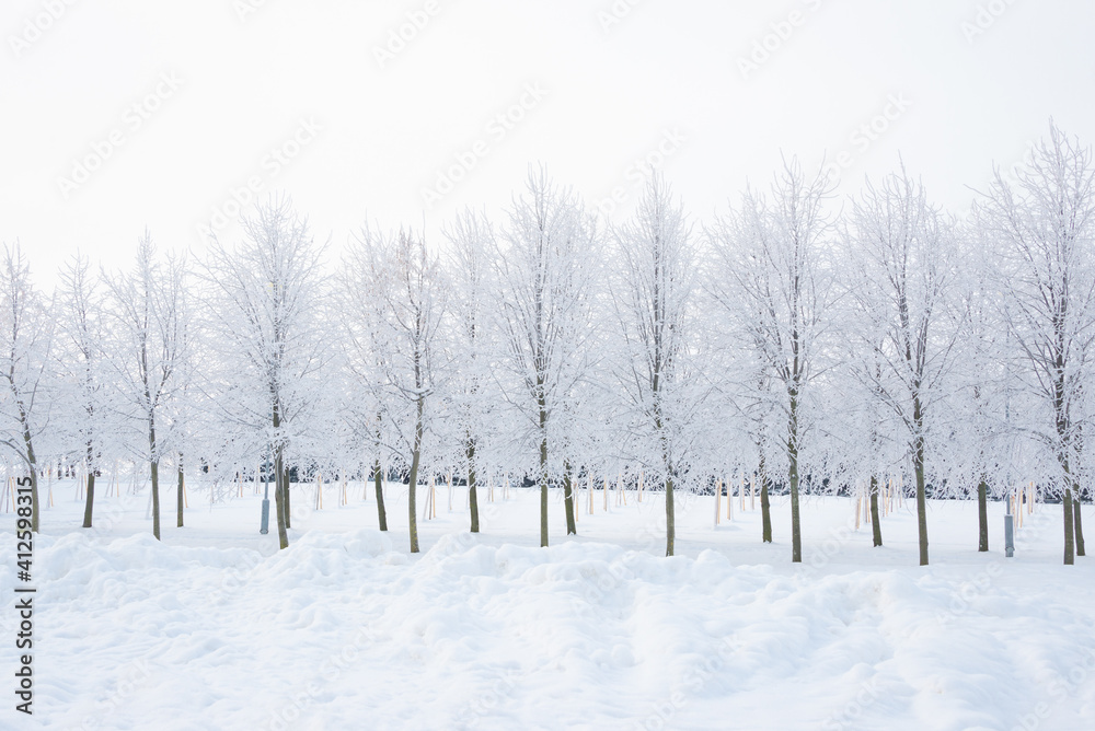 Winter landscape, trees in the snow Winter landscape, trees in the snow