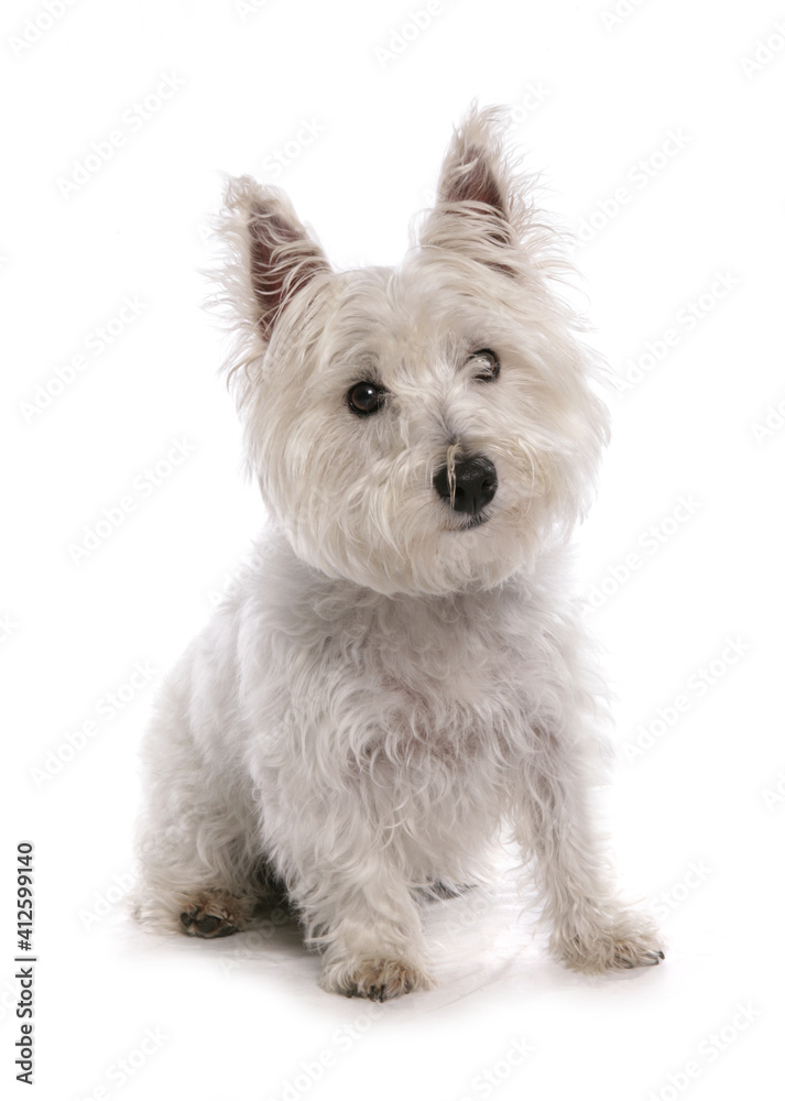scruffy westie west highland white terrier scruffy westie west highland white terrier
