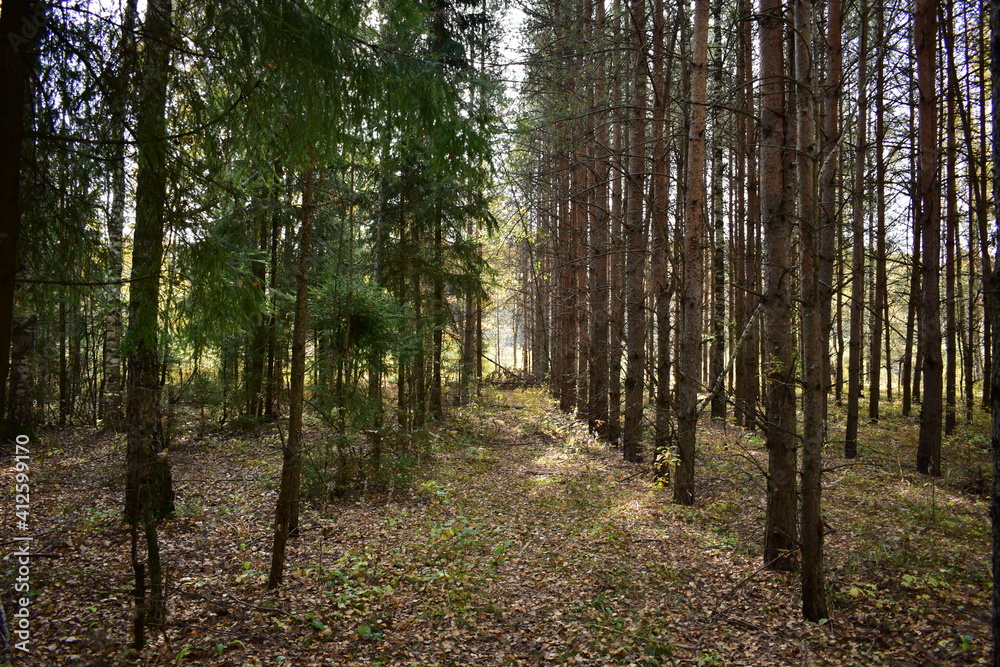 Fototapeta premium birch grove in the morning