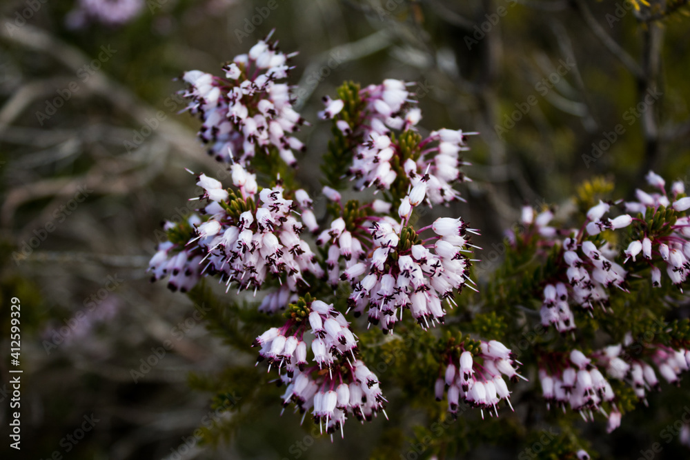 Obraz premium Erica multiflora in its early flowering