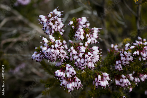 Erica multiflora in its early flowering