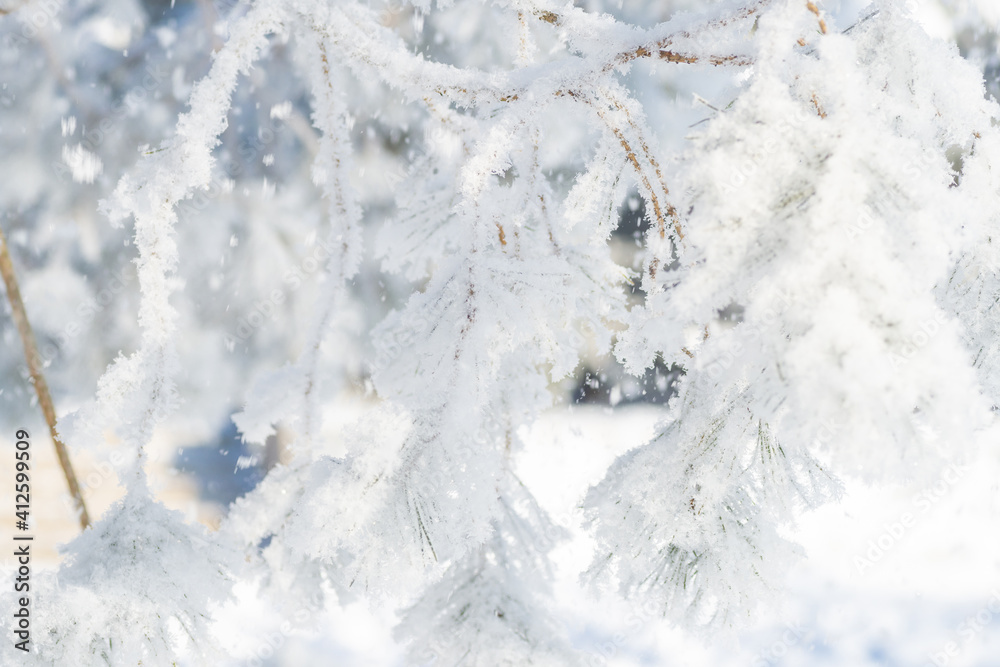 Close-up, tree branch in the snow Close-up, tree branch in the snow