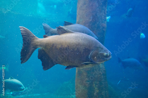 peces en el acuario