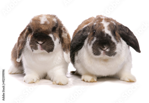 two lop eared rabbits