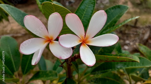 The most beautiful white plumeria flowers blooming in the garden  and have dewdrop on blossom  with bouquet branch tree blurred background.