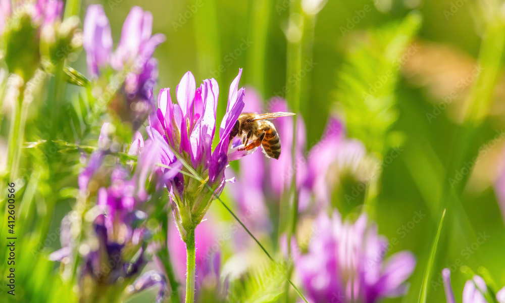 On a sunny morning, a bee pollinates wildflowers, collects pollen and nectar On a sunny morning, a bee pollinates wildflowers, collects pollen and nectar