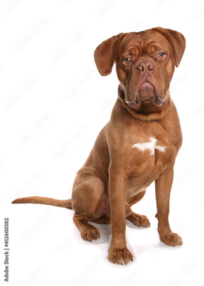 french mastiff  or Dogue de Bordeaux
