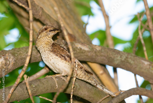 Eurasian wryneck, Jynx torquilla. The bird sits on a branch, it holds ants in its beak