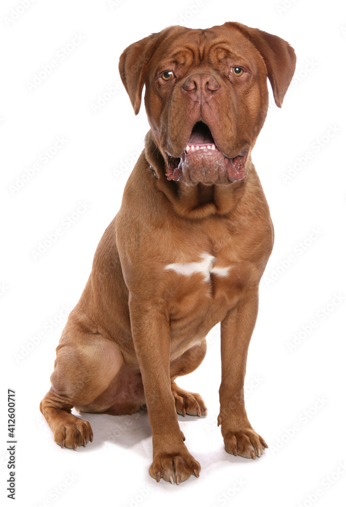 french mastiff  or Dogue de Bordeaux