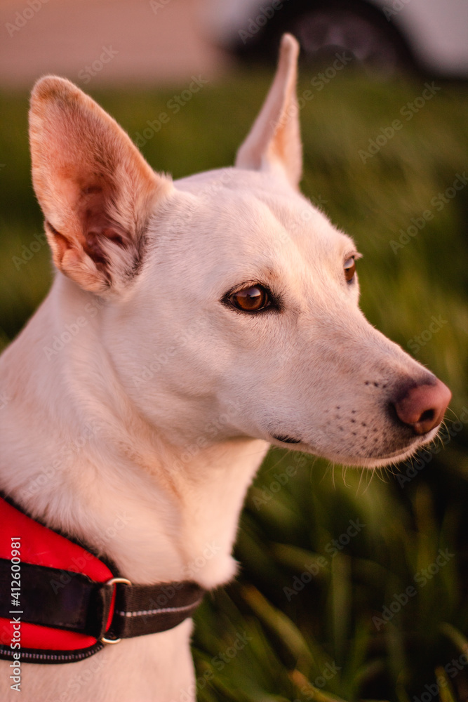 Portrait of a pretty white dog relaxing on tall and green grass