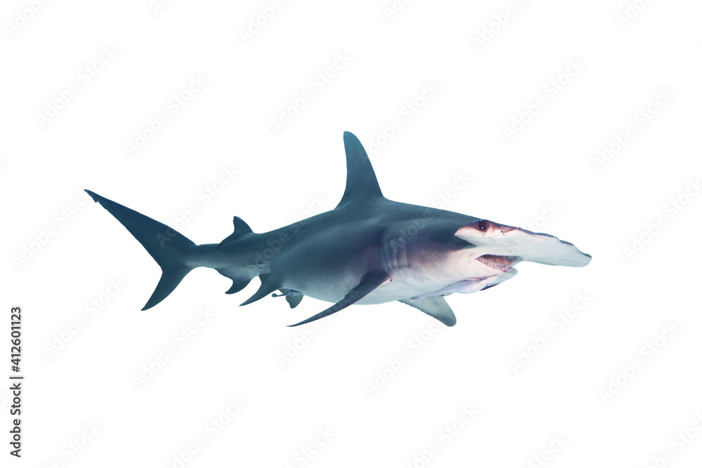 Great Hammerhead Shark Isolated on White Background.
