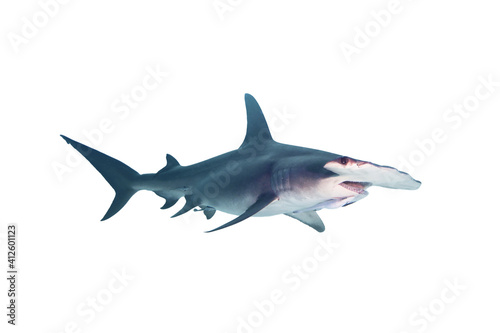 Great Hammerhead Shark Isolated on White Background. 