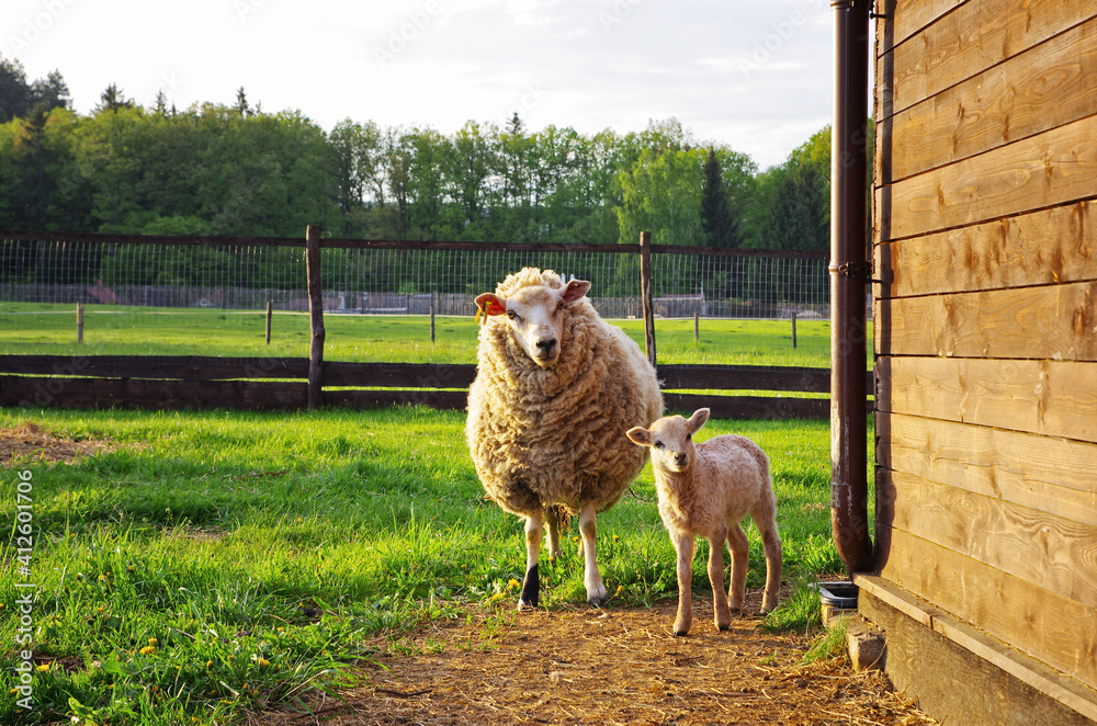 Portrait of a sheep and a lamb on the farm. Czech farming. Farm animals.