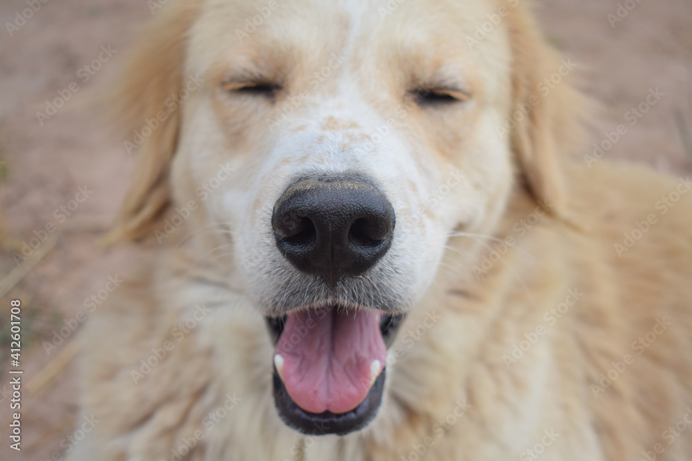 Close up of the golden retriever nose Close up of the golden retriever nose