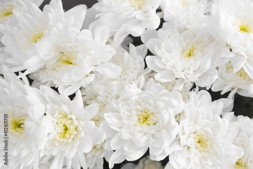 Bouquet of white chrysanthemum flowers top view. Close-up view of blooming chrysanthemums. Floral background. Bunch of blossoms with white petals. Nature  gardening concept