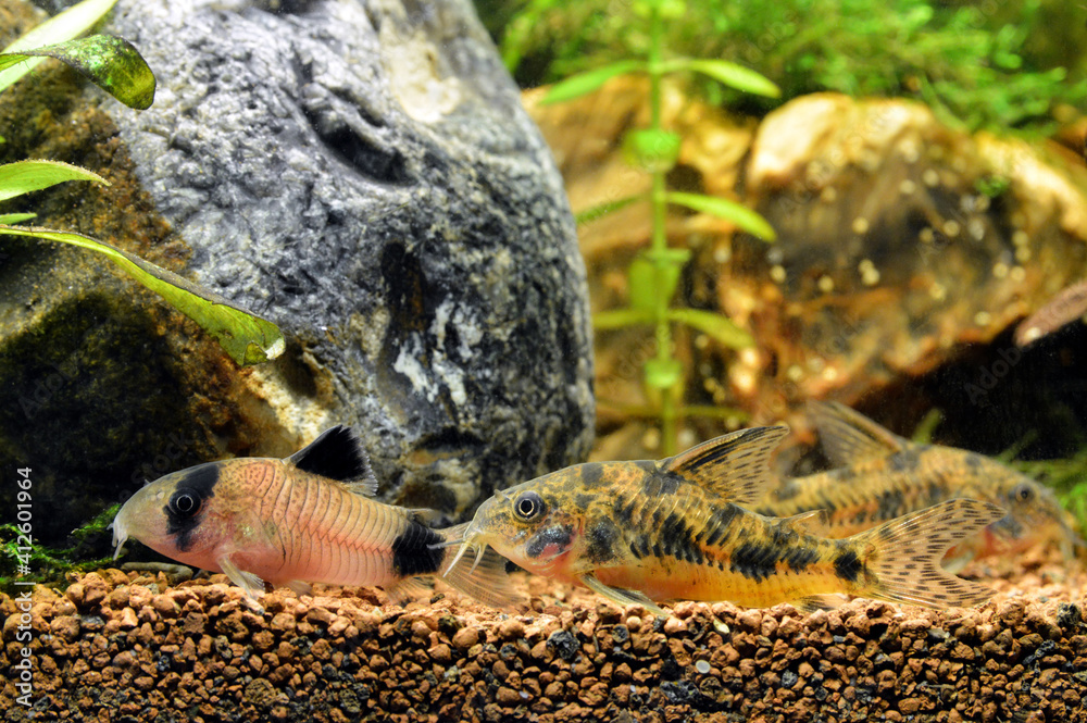 Corydoras, this is a freshwater catfish Corydoras, this is a freshwater catfish