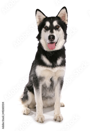 husky german shepherd cross breed