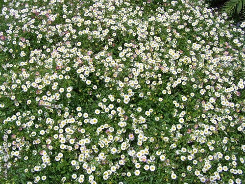 Meadow of white blossoms