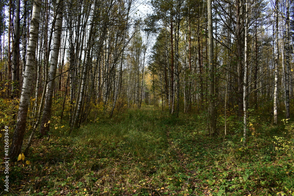 Fototapeta premium autumn forest in the morning