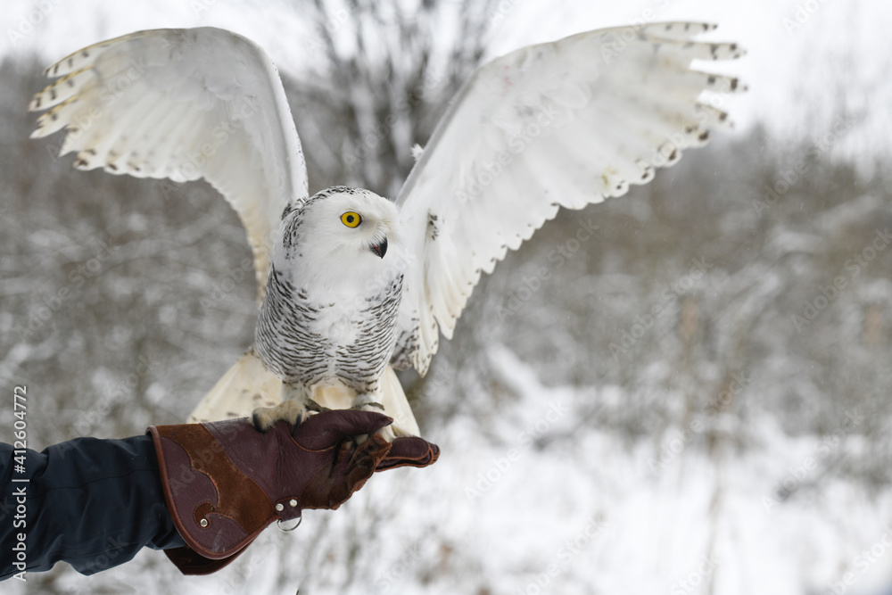 Fototapeta premium Snowy owl with spread wings on a hunting glove