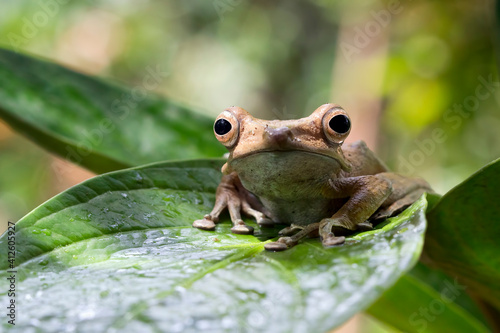 Portrait of a Polypedates otilophus frog sitting on a leaf, Indonesia photo