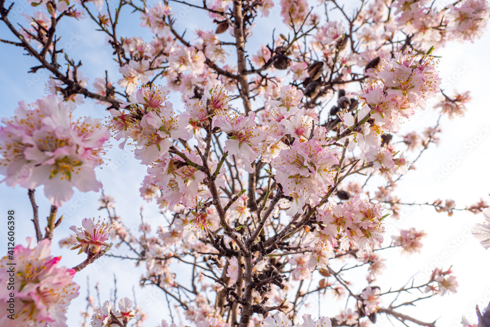 Almonds tree with blooming flowers branch in a country side field with blue sky Almonds tree with blooming flowers branch in a country side field with blue sky