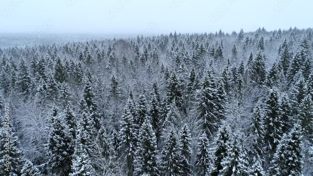 A bird's-eye view from a drone. Flying over a beautiful spruce forest in winter. Snow on the trees A bird's-eye view from a drone. Flying over a beautiful spruce forest in winter. Snow on the trees