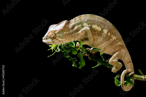 Baby panther chameleon on a branch, Indonesia photo