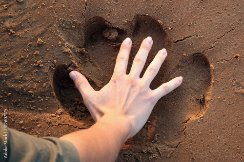 Hippo trace in proportion with male hand in the sand. Imprint of a hippopotamus in the sand. photo