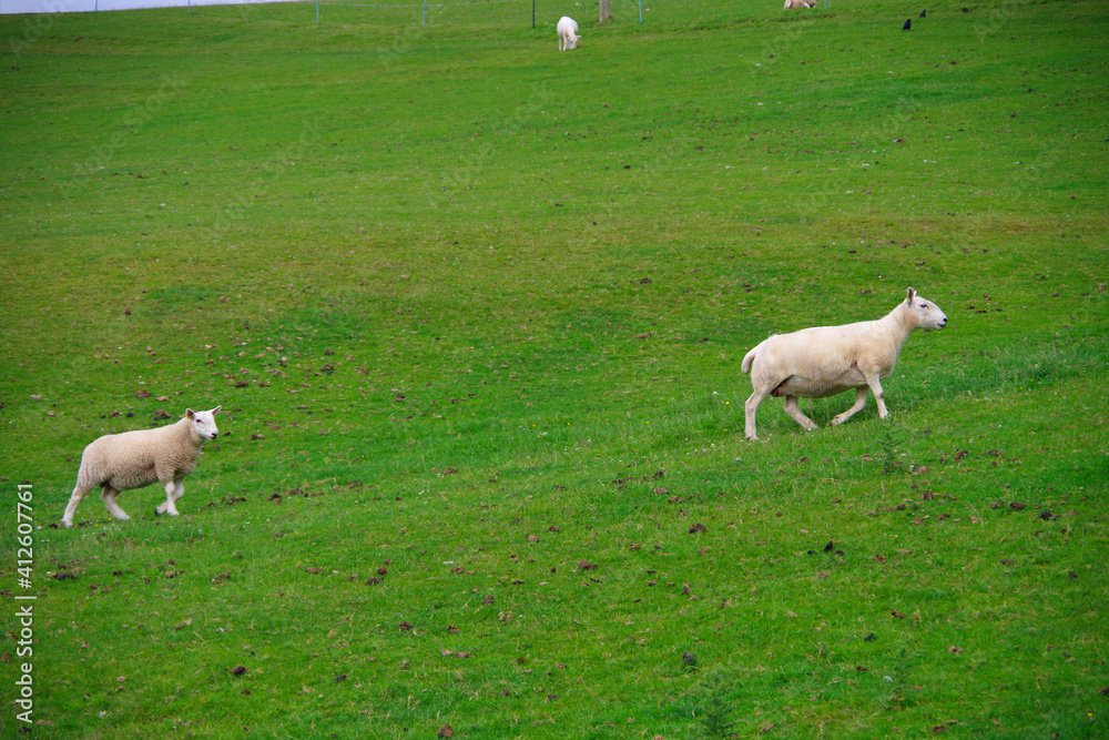 Fototapeta premium 牧場を歩く 羊達 羊の親子