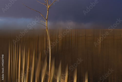 blurred view of bare tree at meadow at sunset 