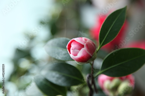 red camellia