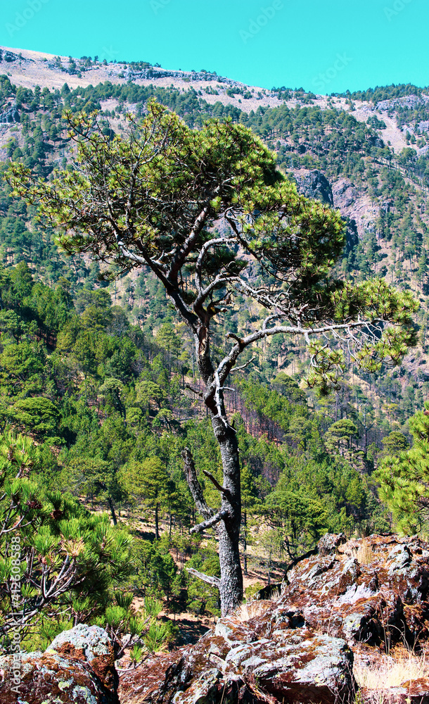Pinus hartwegii o conocido tambien como Ocote negro o pino de las alturas, esta especie de arbol solo crece en las montañas más altas del eje neovolcanico de mexico y otras partes del mundo similares.
