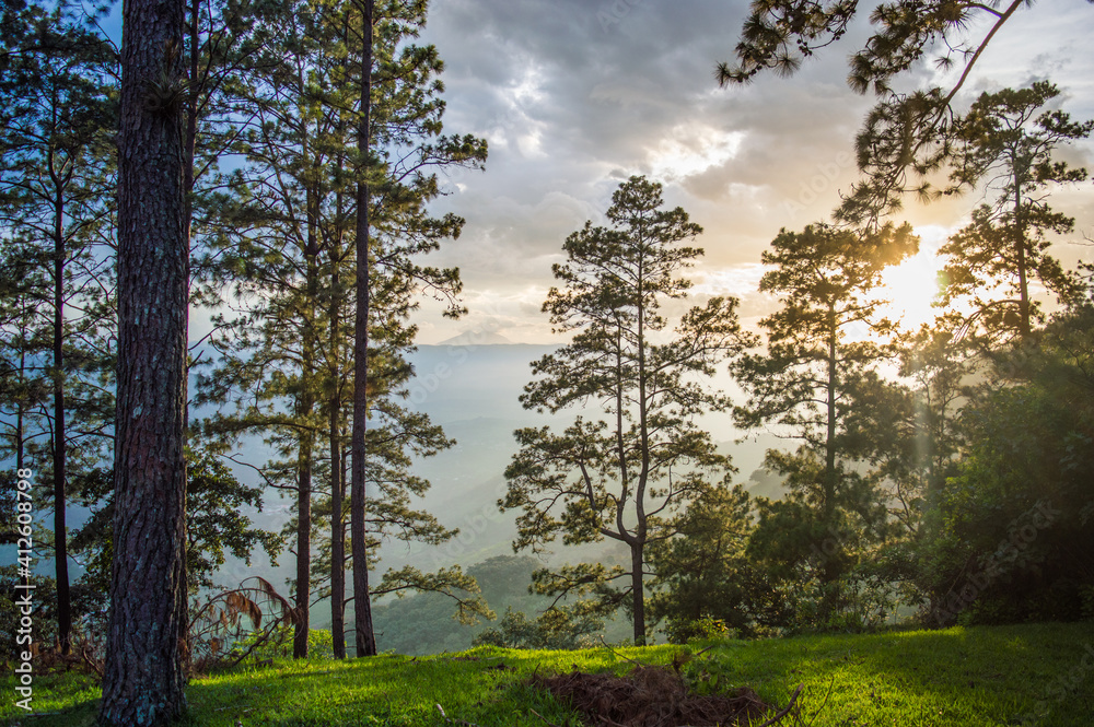 Naklejka premium Bosque con nubes en atardecer