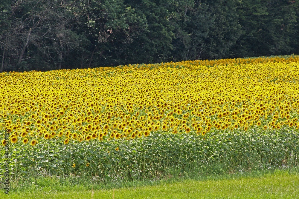 Obraz premium Sonnenblumenfeld