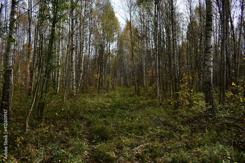 trees in the forest © Людмила Мазовецкая