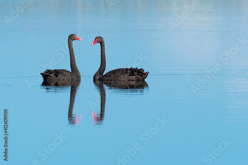 O Cisne Negro é uma ave aquática Australiana.