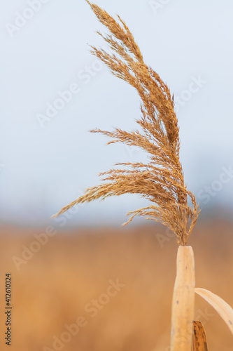 Golden reed grass in autumn and winter. Abstract natural background. Beautiful pattern in neutral colors. 