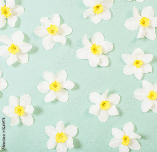 white narcissus on green paper background