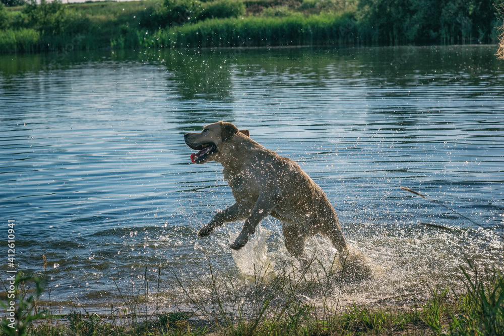 Cheerful energetic labrador retriever frolic in the pond. Cheerful energetic labrador retriever frolic in the pond.