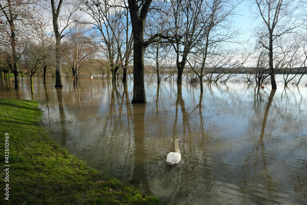 Fototapeta premium Hochwasser am Rhein bei Bendorf mit Überflutung von Parkanlage mit Bäumen im Wasser und Schwan - Stockfoto