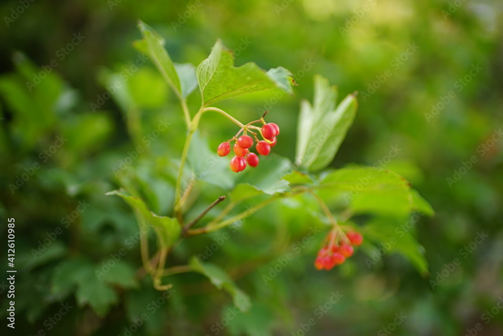 Ripe red hawthorn berries on the branch with green leaves. Ripe red hawthorn berries on the branch with green leaves.