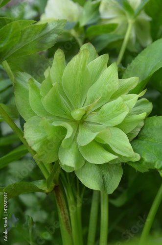 Hybrid hellebores Spring Queen or Christmas rose flower. Helleborus plant first to bloom  in the garden in winter time. photo