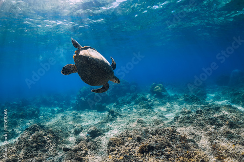 Green sea turtle in ocean. Turtle underwater