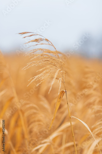 Golden reed grass in autumn and winter. Abstract natural background. Beautiful pattern in neutral colors.
