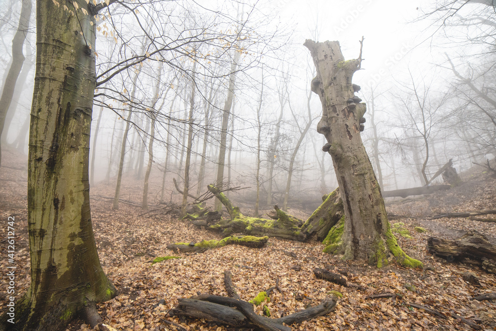 Obraz premium umgefallener baum im Wald