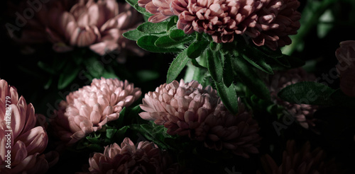 Botanical floral dark moody banner or background with pink asters flowers bouquet, closeup, copy space, greenhouse and indoor garden concept, dark moody blooming design photo